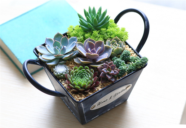 多肉鐵盒盆栽.jpg 多肉鐵盒盆栽.jpg