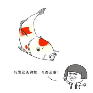 轉(zhuǎn)發(fā)錦鯉 轉(zhuǎn)發(fā)錦鯉